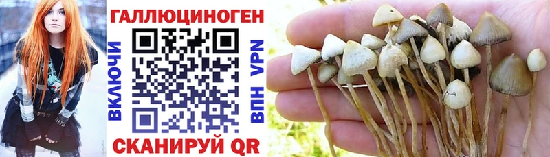 блэк спрут как войти  Трубчевск  Псилоцибиновые грибы Psilocybe 